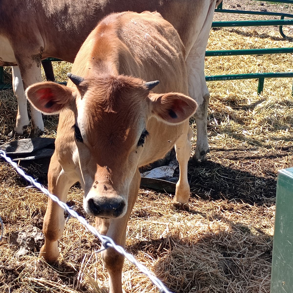 10 month old jersey steer