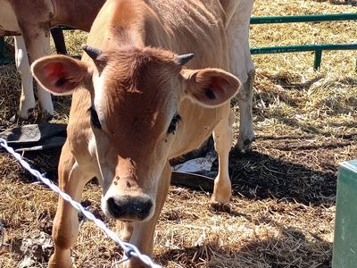 10 month old jersey steer