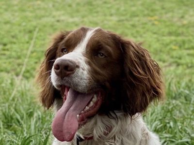 Brittany Spaniel & Kennel Set