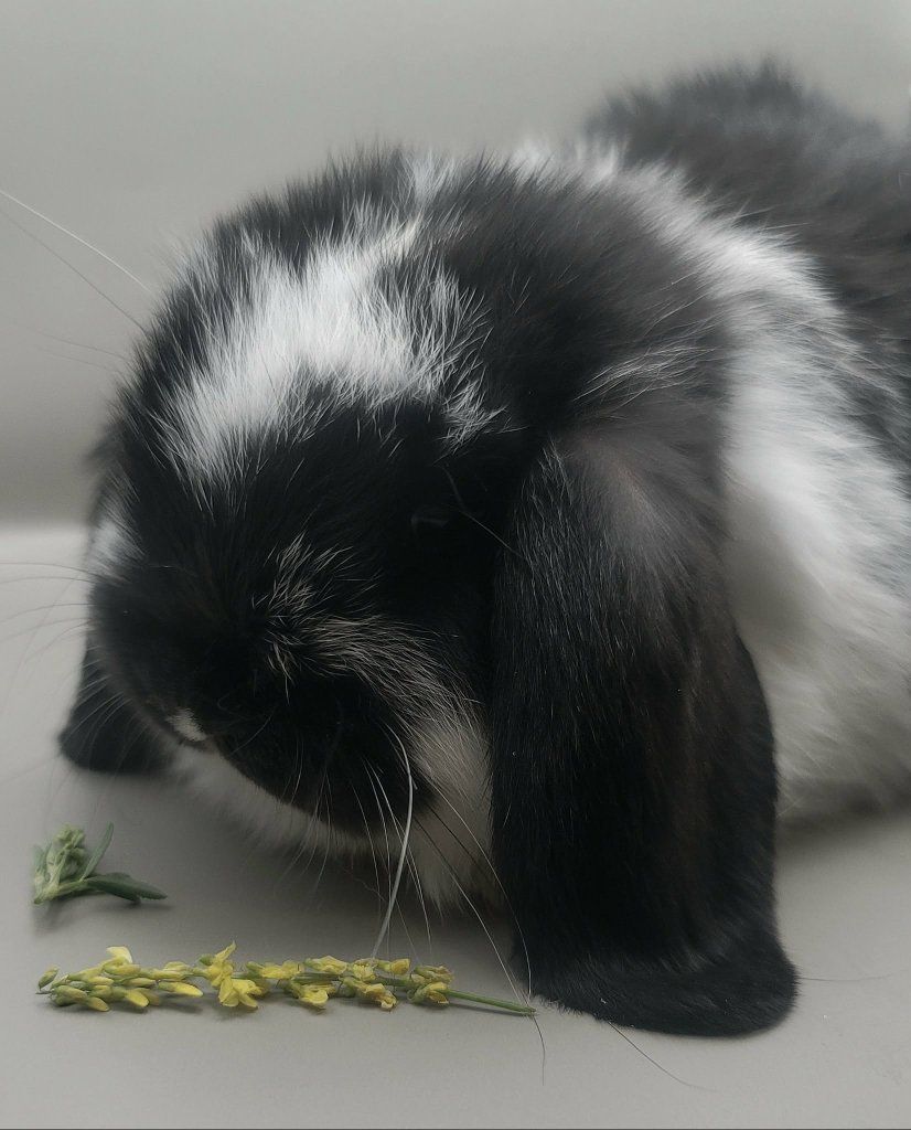 mini lop bunnys