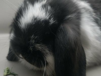 mini lop bunnys