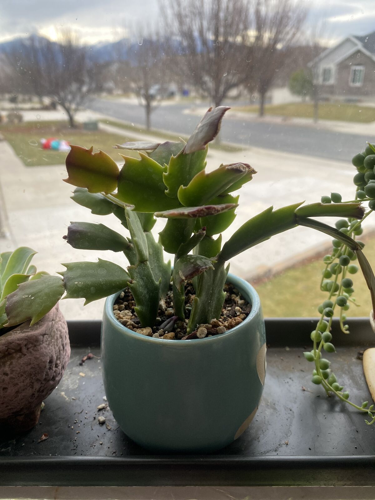 Christmas cactus in blue planter