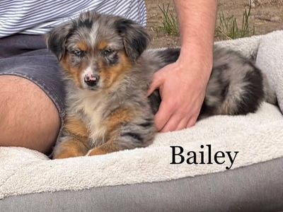 AKC Australian Shepherd / Border Collie Puppies