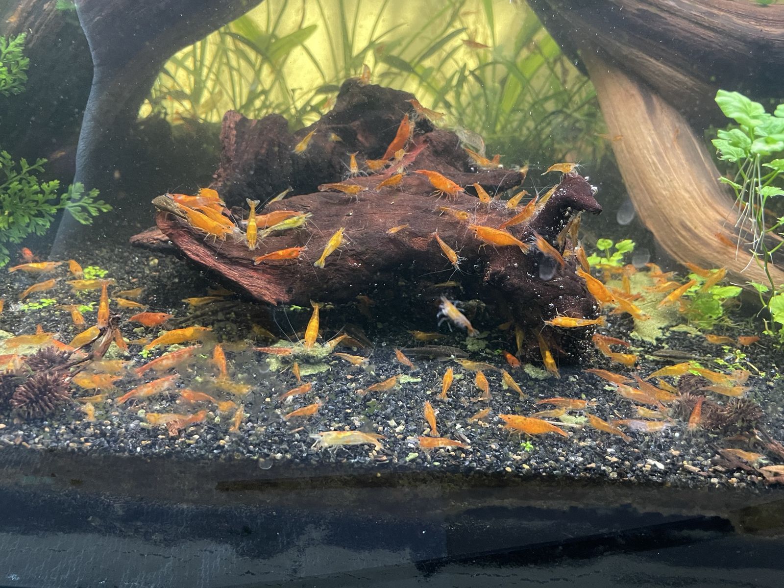 Orange Neocaridina Cherry Shrimp 