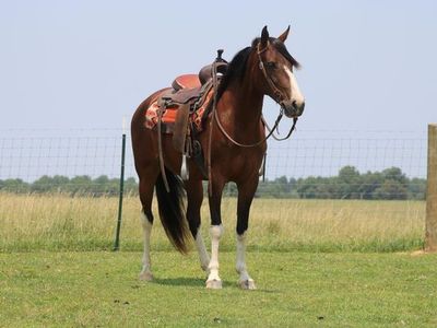 Tennessee Walking Horse mare