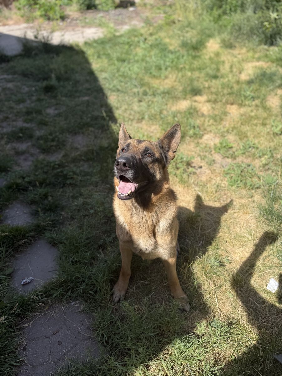 Free Rehome German Shepherd
