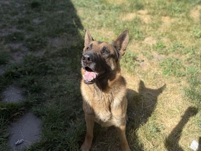 Free Rehome German Shepherd