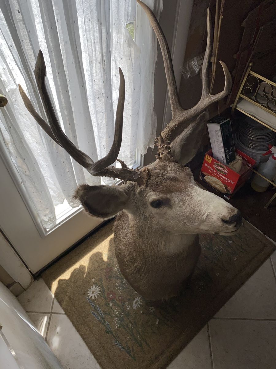 Mule Deer Buck Taxidermy Mount with Large Antlers