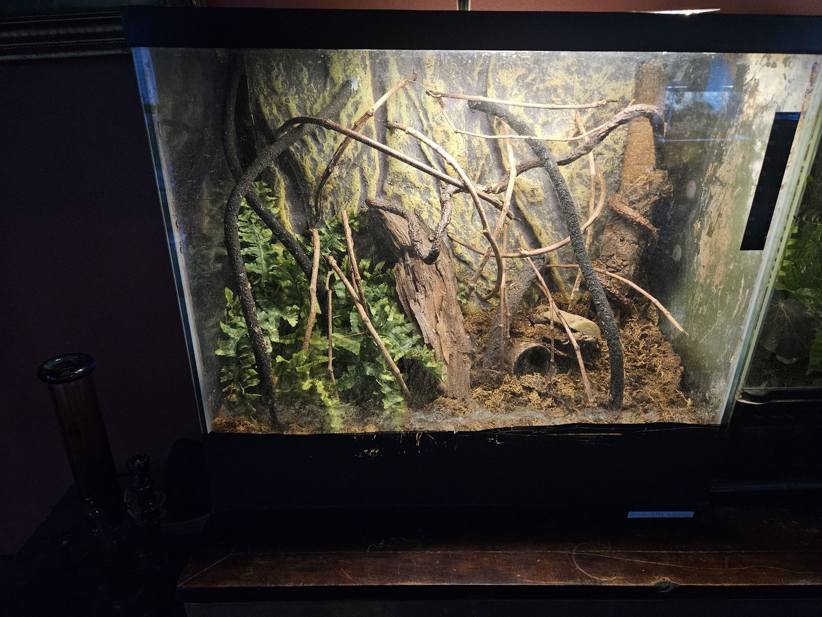 20 gallon terrairum