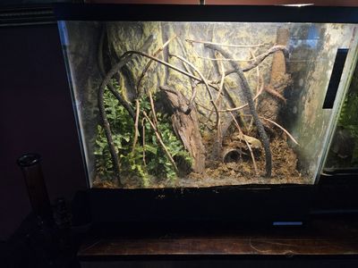 20 gallon terrairum
