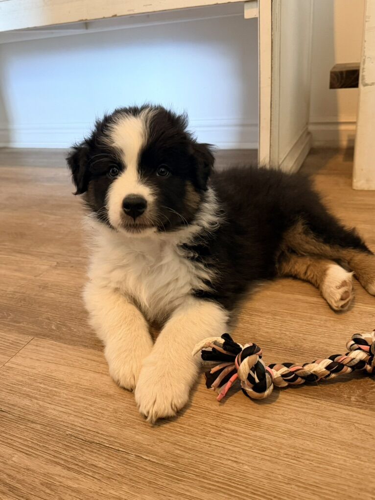 AKC ASCA Australian Shepherd Puppy