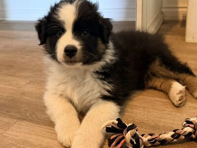 AKC ASCA Australian Shepherd Puppy