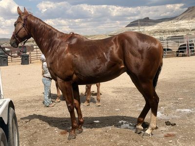 Registered AQHA Gelding