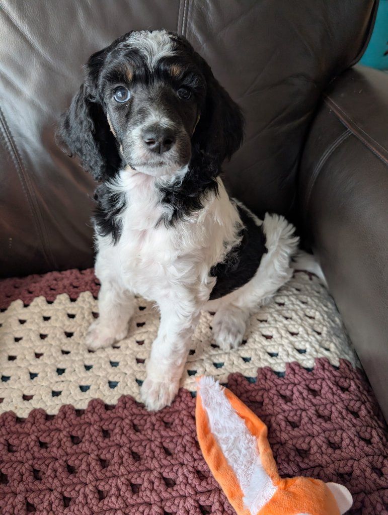 AKC Standard Poodles