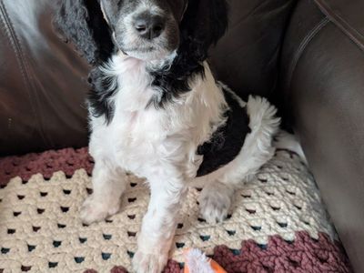 AKC Standard Poodles