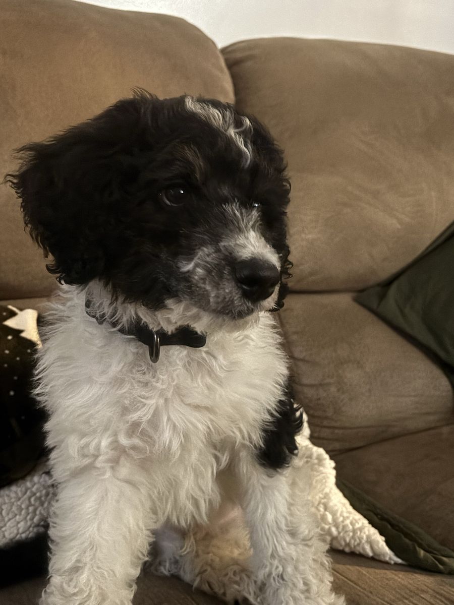 Poodle Puppy - Male - Hypoallergenic