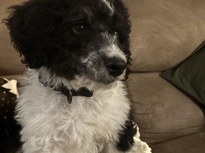 Poodle Puppy - Male - Hypoallergenic