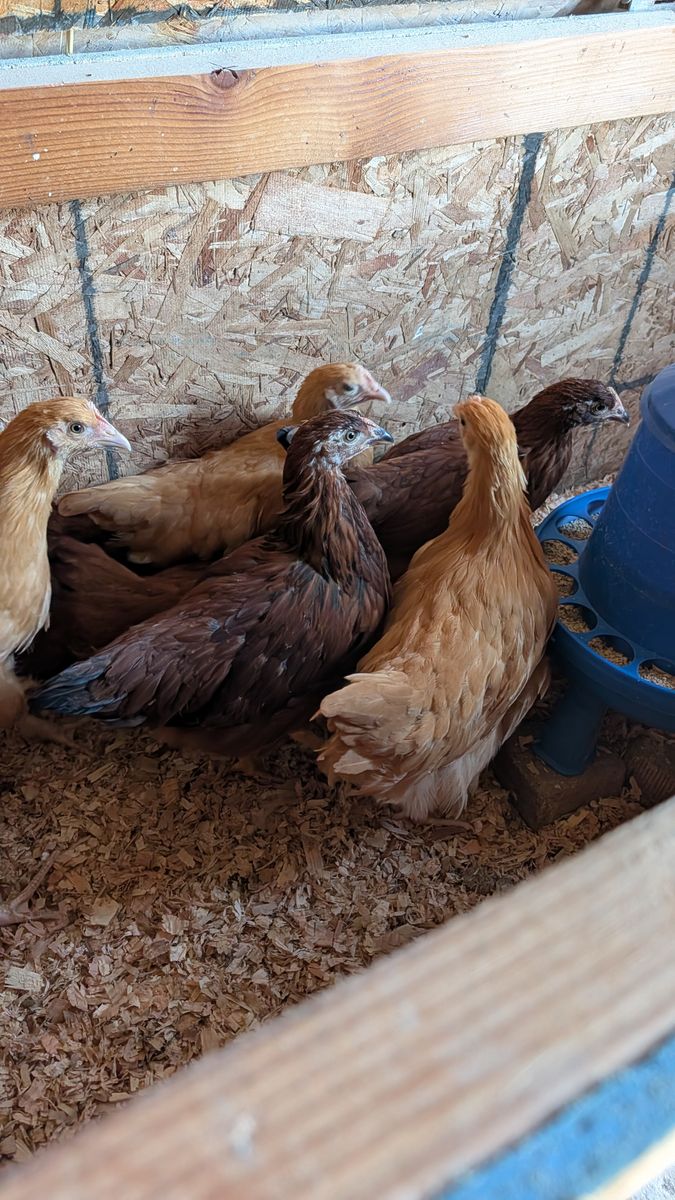 Pullets
