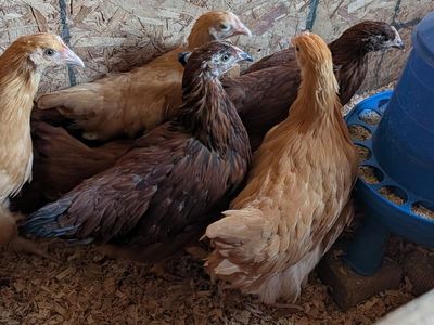 Pullets