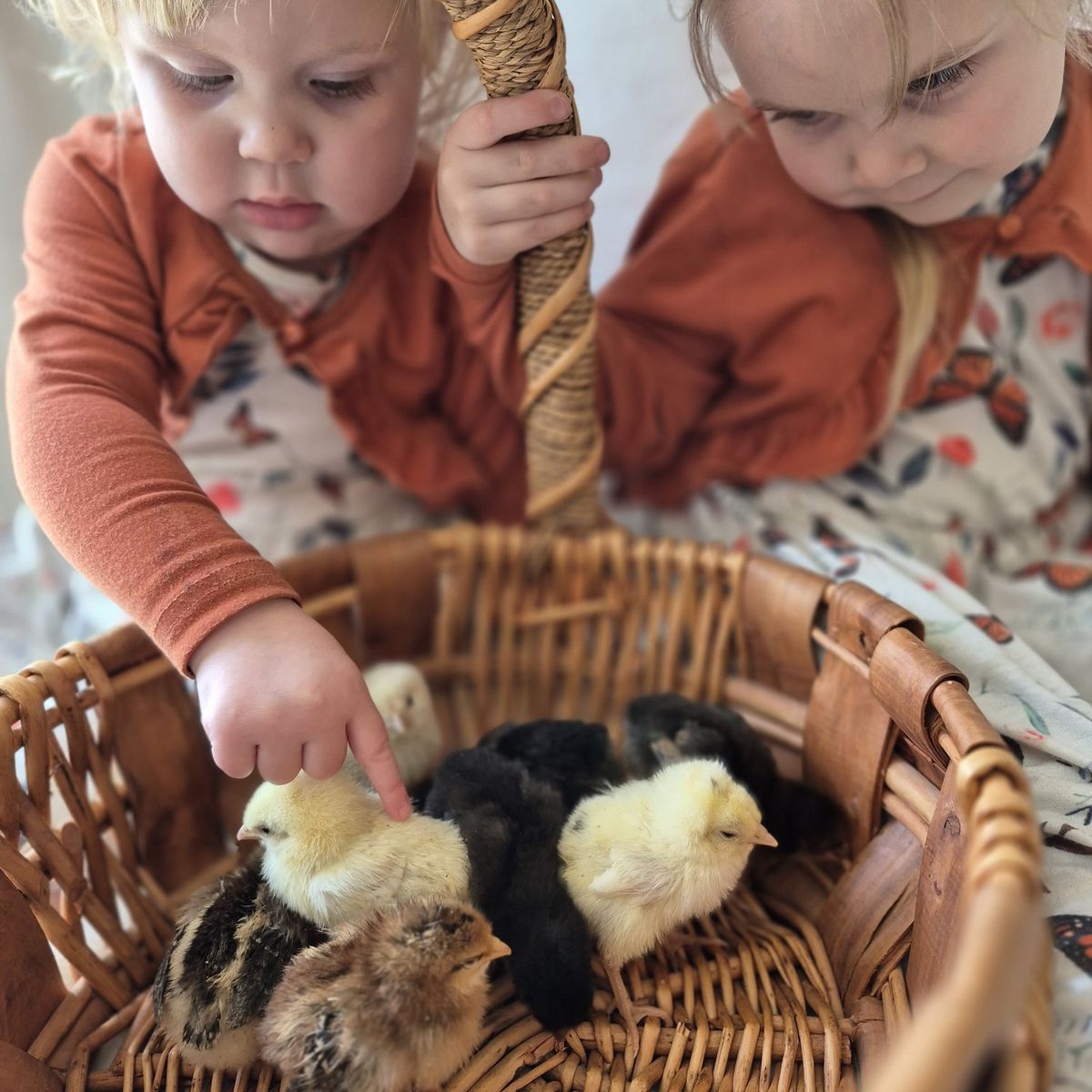 2 week old chicks! will meet in Bluffdale on Wed!