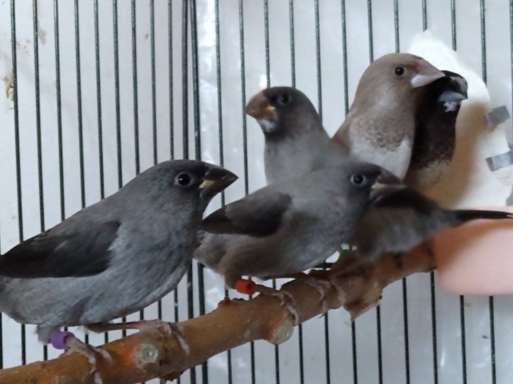Society Finches