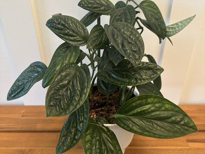 Monstera Peru 'Green Galaxy' Plant