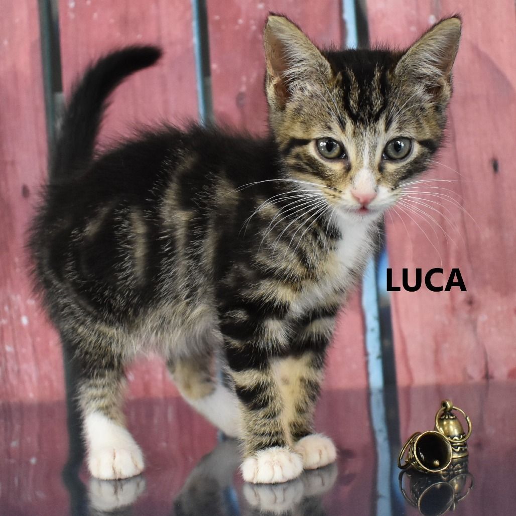 Hello my name is Luca