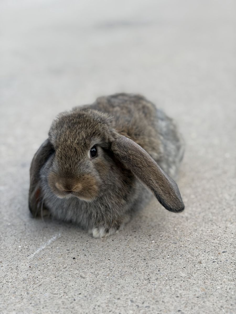 French Lop Buck
