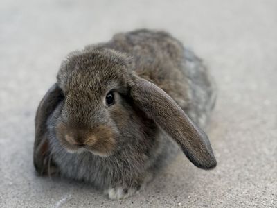French Lop Buck