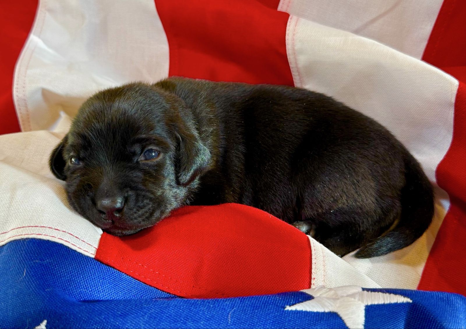AKC Fox Red / Silver Factored Lab Puppies