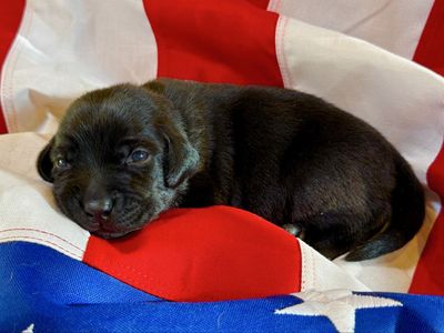 AKC Fox Red / Silver Factored Lab Puppies