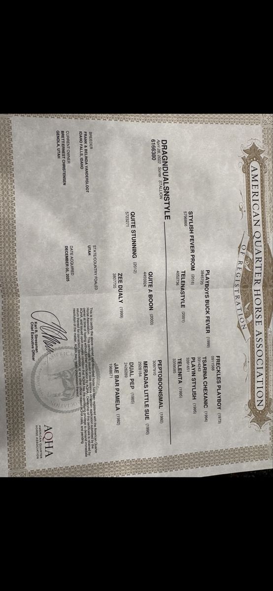 Rope Horse/ranch Horse