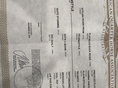 Rope Horse/ranch Horse