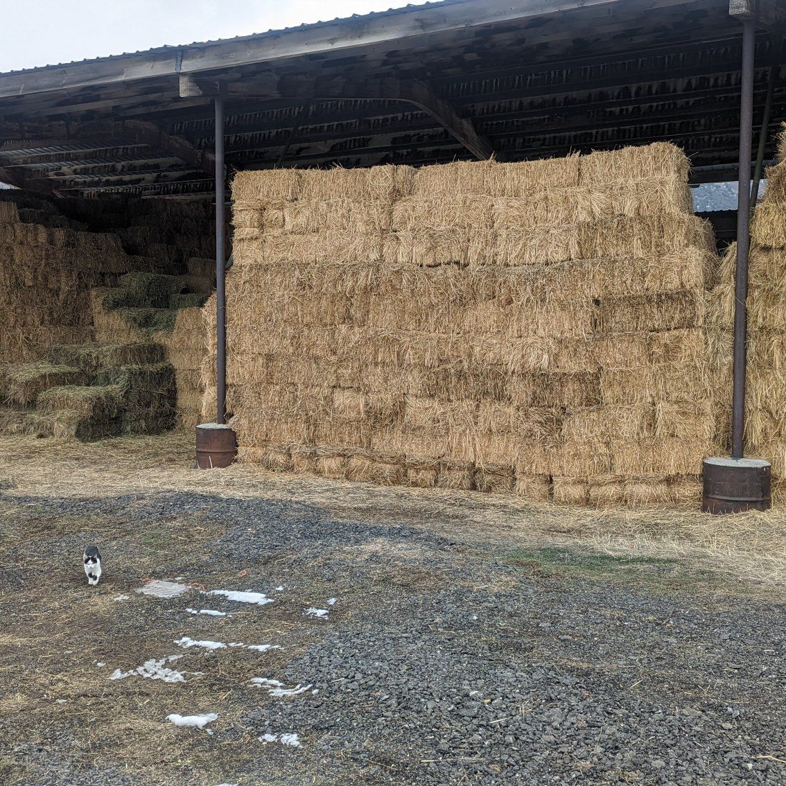 Excellent Alfalfa, Alfalfa/Grass Mix & Sprig Mix