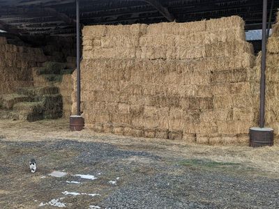 Excellent Alfalfa, Alfalfa/Grass Mix & Sprig Mix