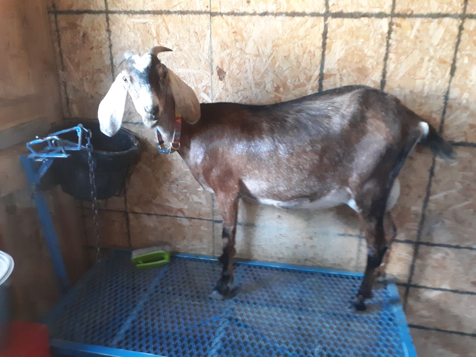 Purebred Nubian Dairy Milk Goat $500