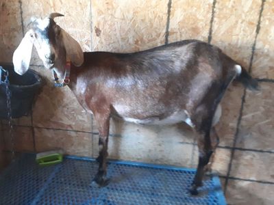 Purebred Nubian Dairy Milk Goat $500