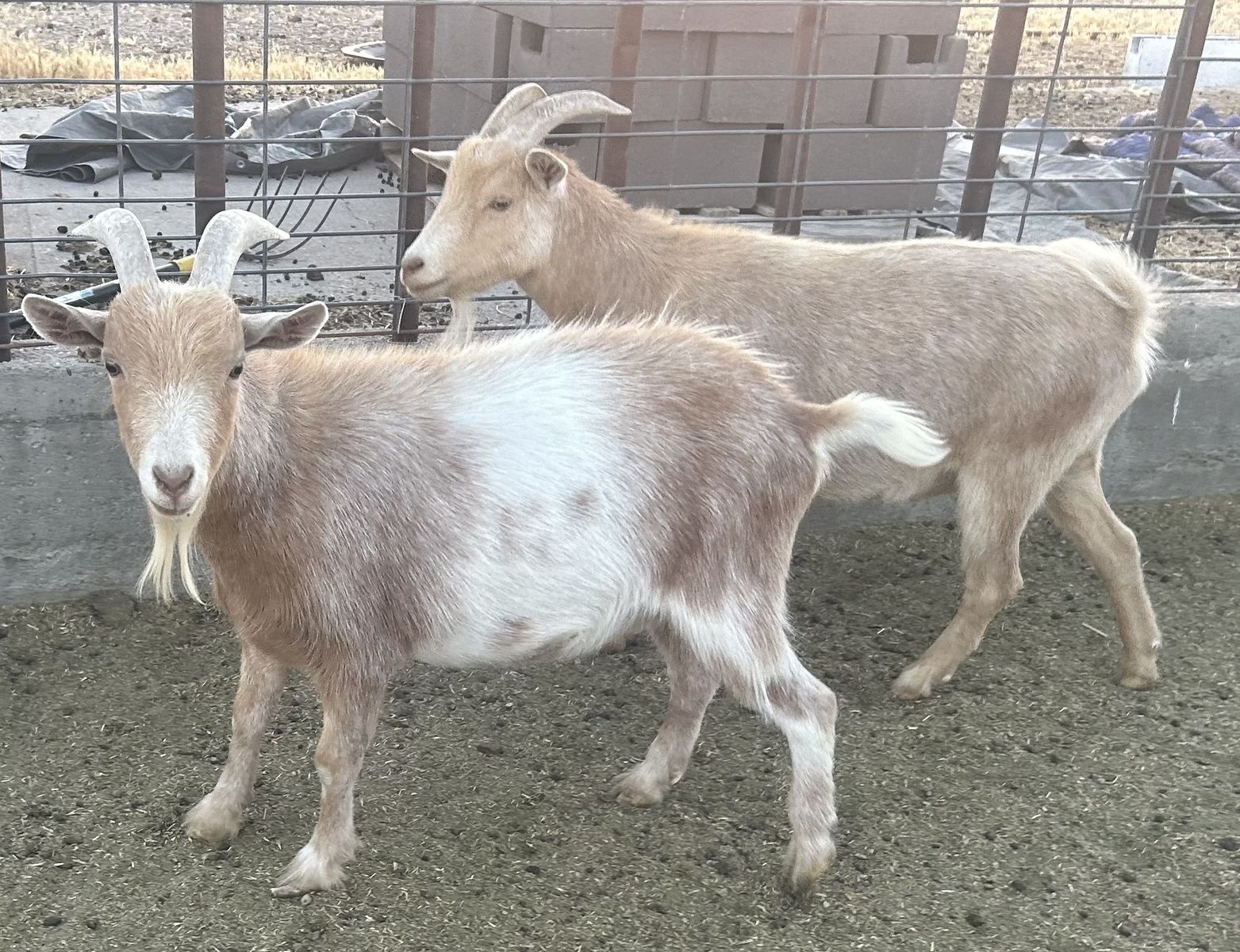 Young wethers