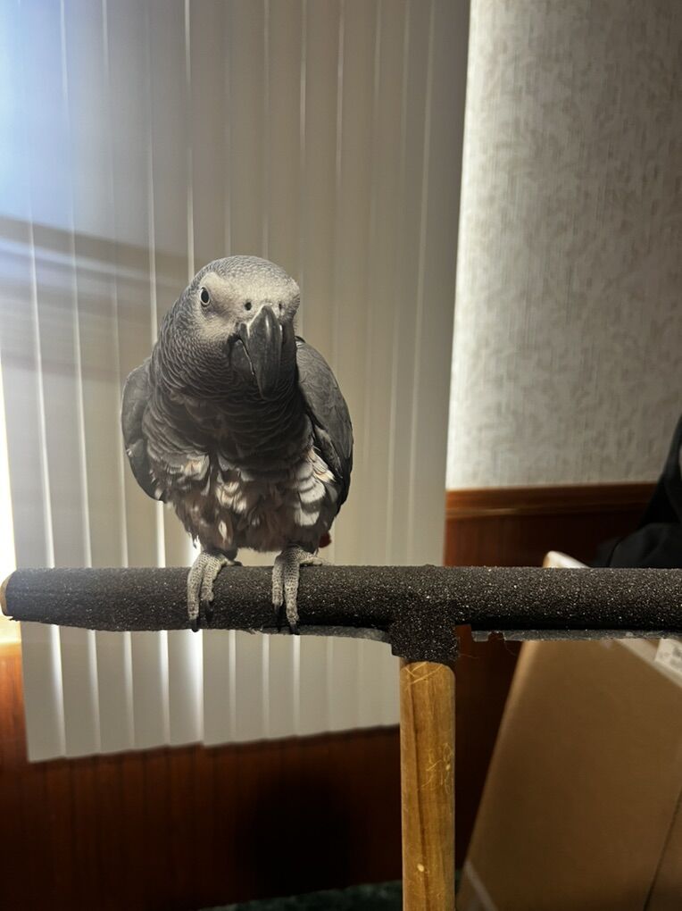 African Gray Parrot (Female)