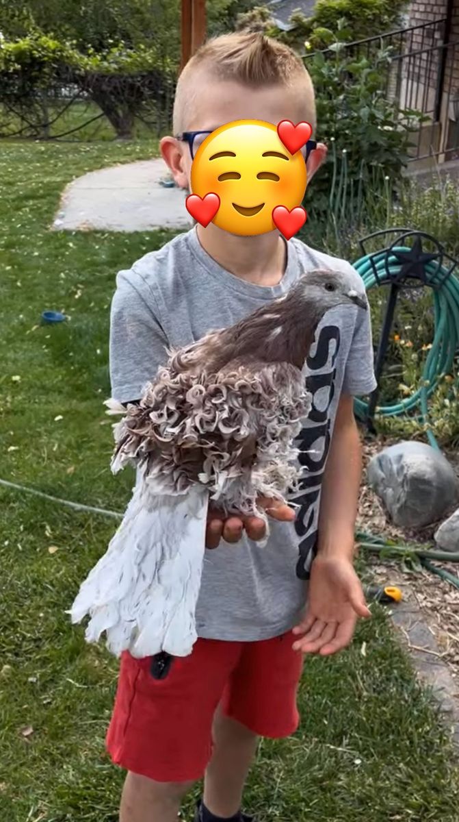 Handfed frillback pigeon with cage