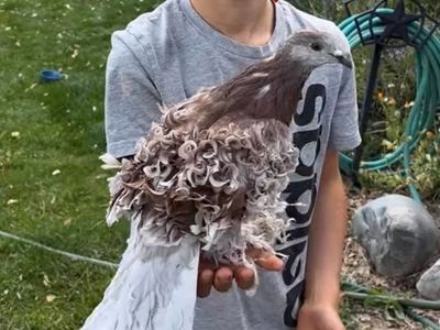 Handfed frillback pigeon with cage