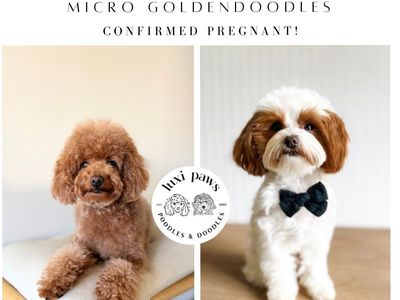 TRUE Micro Goldendoodles 4-7 Pounds Full Grown!