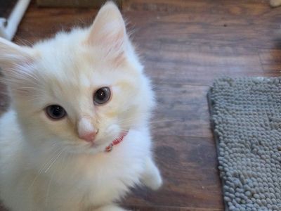 TICA ragdoll mink (cherubim) kittens