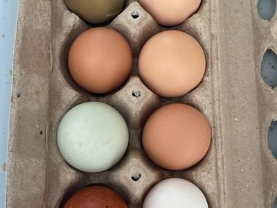 Farm fresh eggs for sale