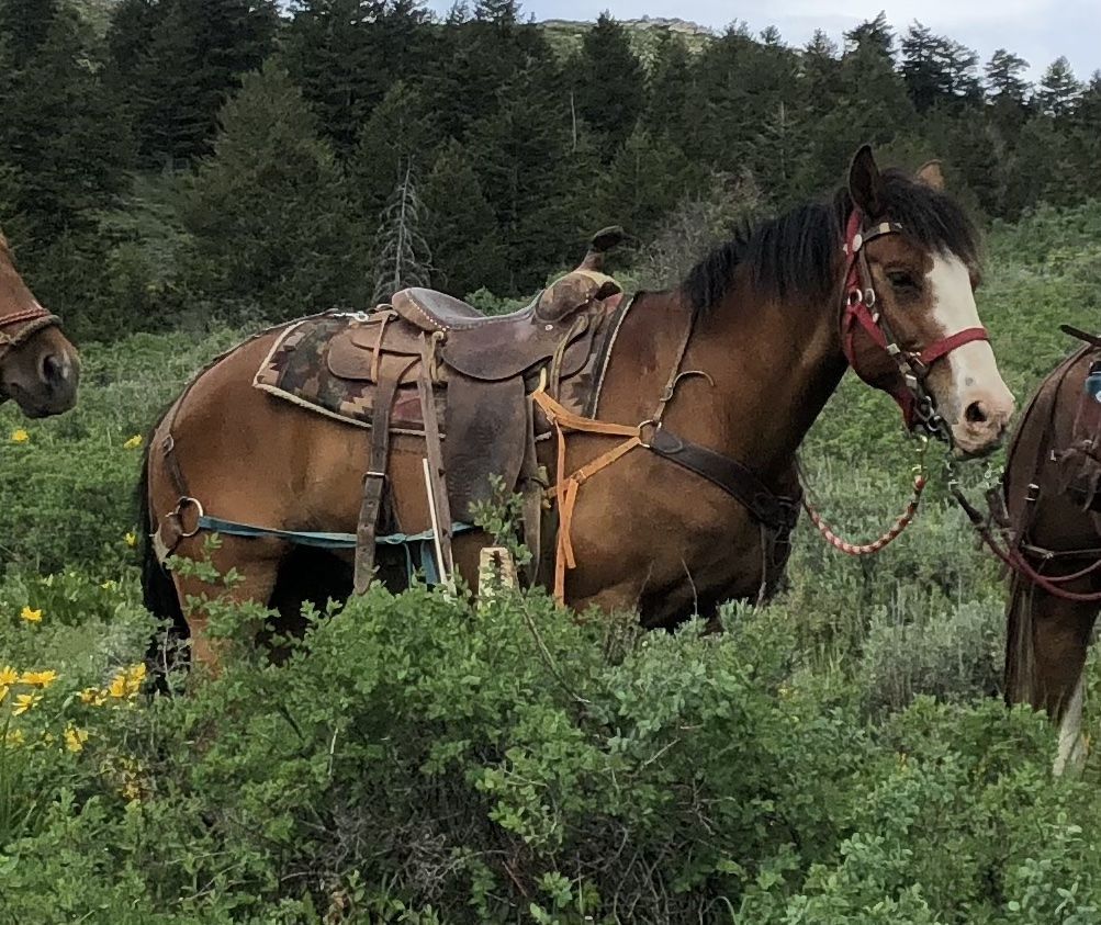 19-Year-Old Mustang Gelding