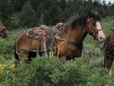 19-Year-Old Mustang Gelding