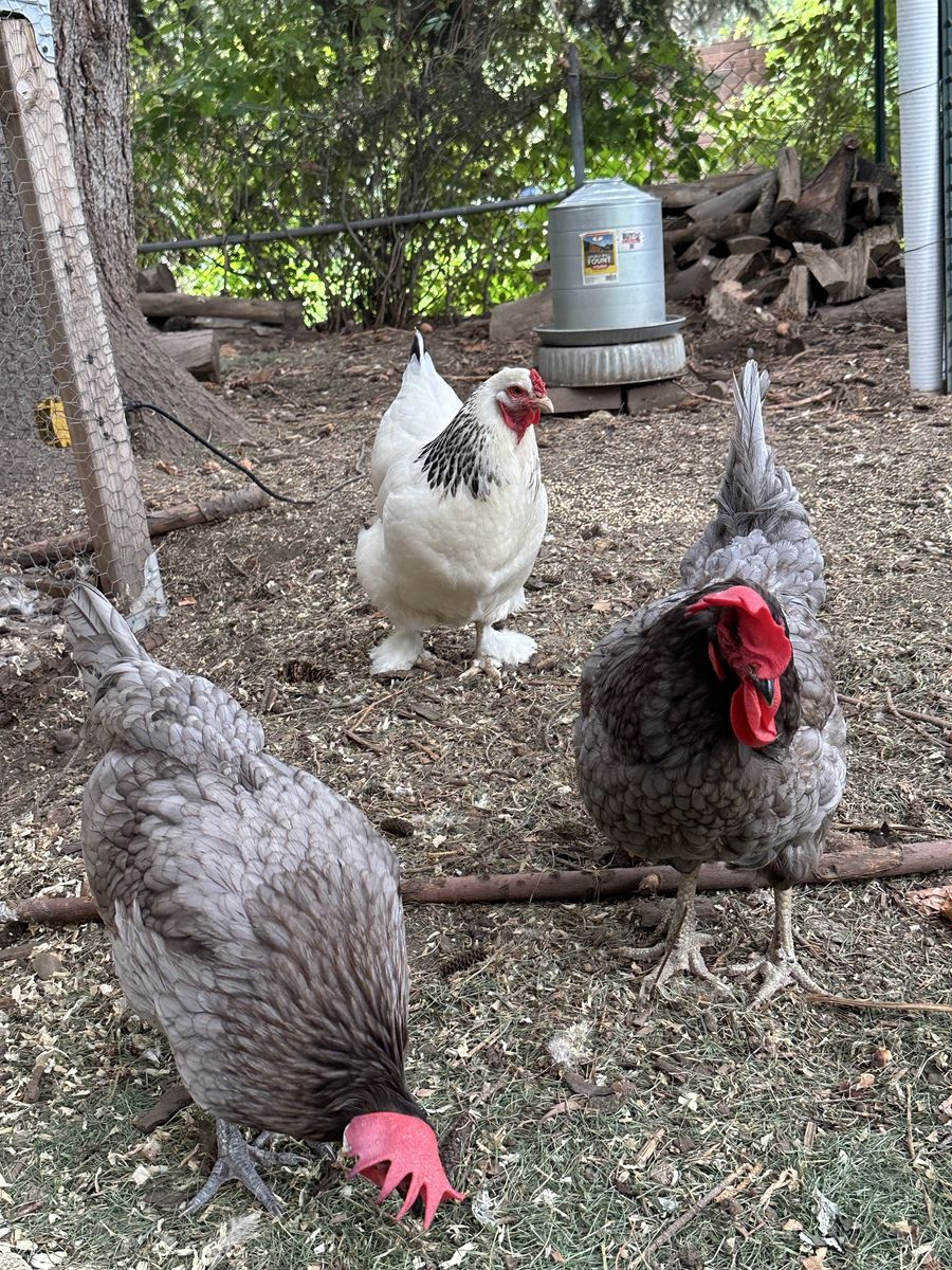 Chickens