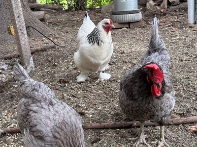Chickens