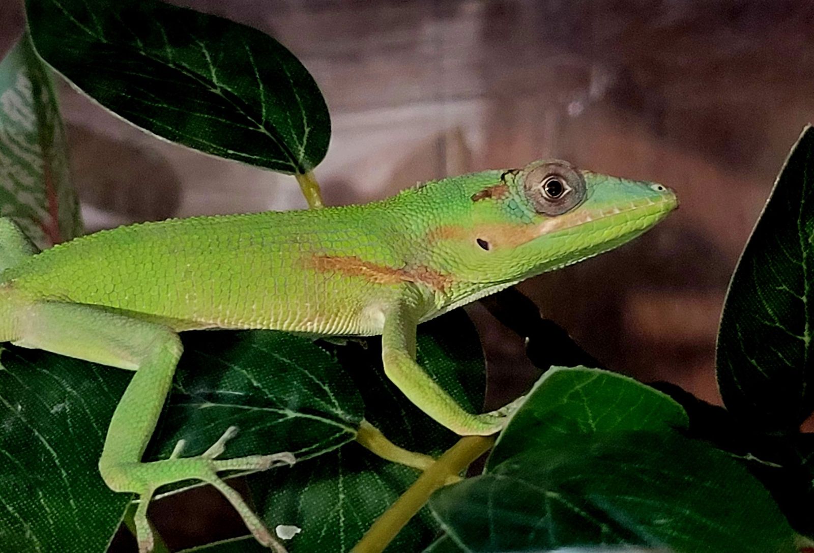 Baby Male Cuban Knight Anole