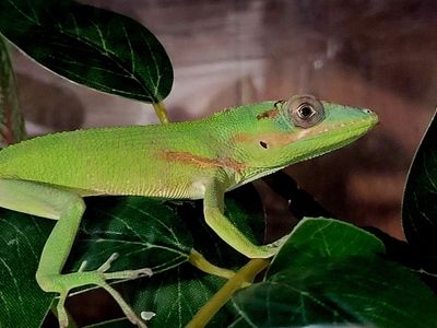 Baby Male Cuban Knight Anole